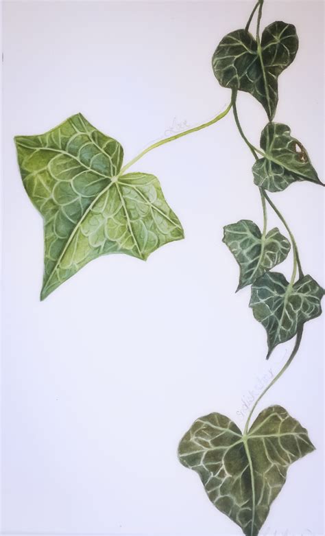botanical ivy drawing