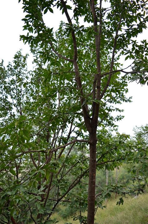 Melghat Plant Data Bank - Record