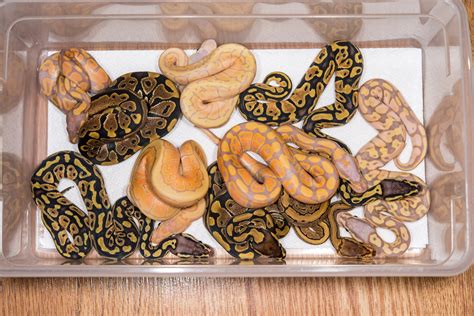 Image result for Ball Python Vitamins