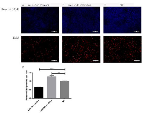 MiRNA-34c Regulates Bovine Sertoli Cell Proliferation, Gene Expression ...
