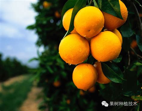 概念手写显示生活始于花园商业照片展示农业植物种植喜爱园艺黄色木质甲板字与高清图片下载-正版图片505365630-摄图网