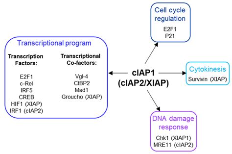 Cytoplasmic and Nuclear Functions of cIAP1