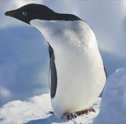 Adelie penguins in Antarctica in danger of extinction within 10 years ...