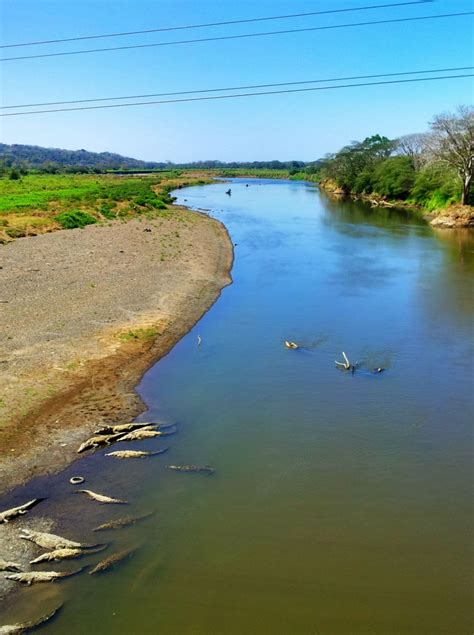 The Costa Rica Crocodile Bridge: the Famous Tarcoles River | Costa rica ...