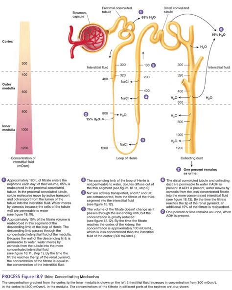 The Primary Site for Reabsorption of Solutes and Water Is