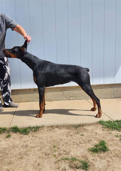 Ruiz Dobermans - Doberman Pinscher Puppies for Sale in Louisville, KY ...