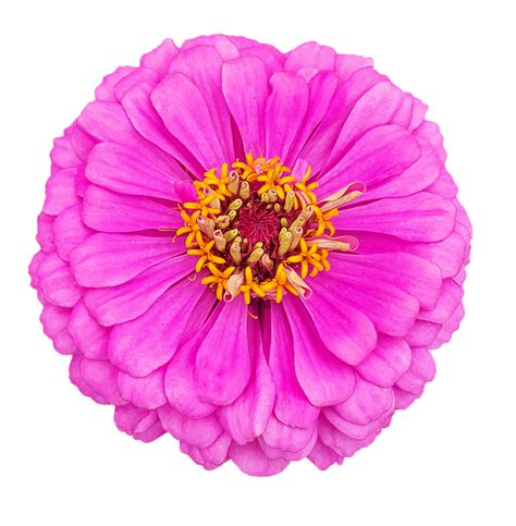 Explore 22+ Free Zinnia Flowers Illustrations: Download Now - Pixabay
