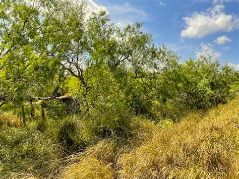 Native Brush Lower Rio Grande Valley National Wildlife Refuge | FWS.gov