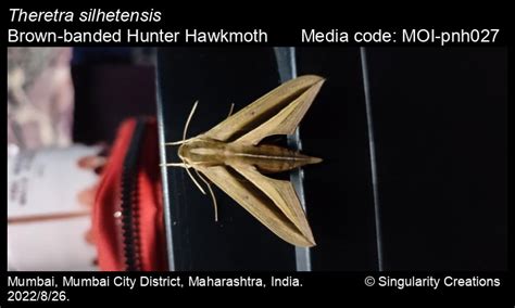 Theretra silhetensis | Moths