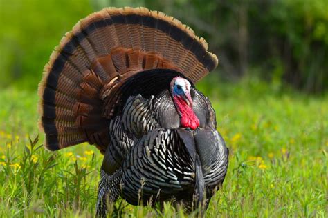 Turkey Hunting Tips 的图像结果