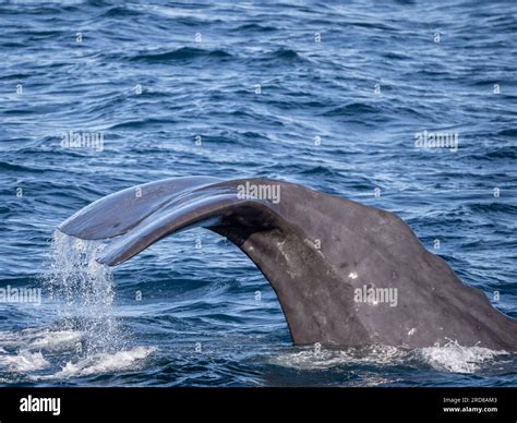Adult bull sperm whale (Physeter macrocephalus), preparing to dive deep ...