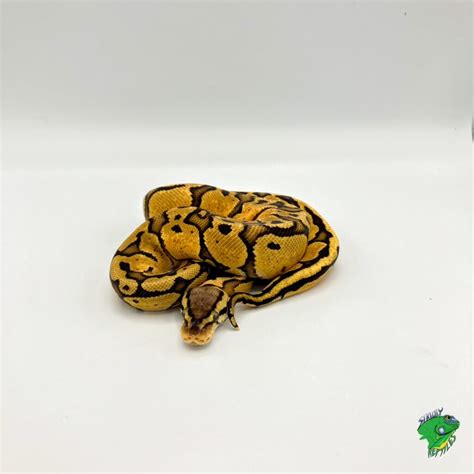 Image result for Pastel Red Stripe Ball Python