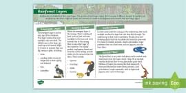 KS3 Layers of the Rainforest Match and Draw (teacher made)
