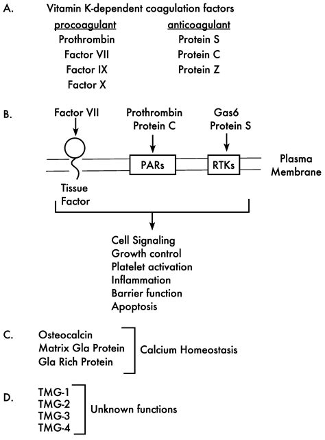 Vitamin K-Dependent Protein Activation: Normal Gamma-Glutamyl ...