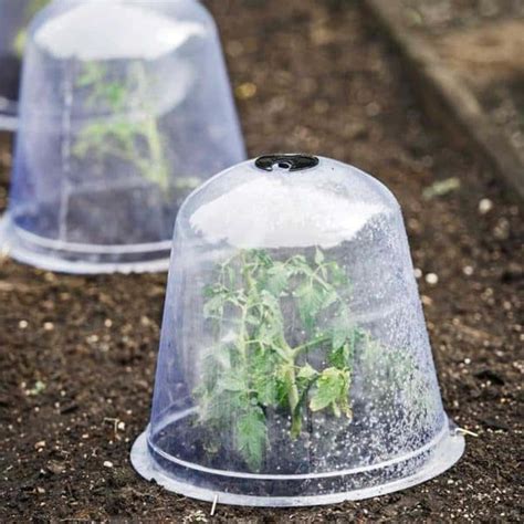 How To Protect Plants From Frost