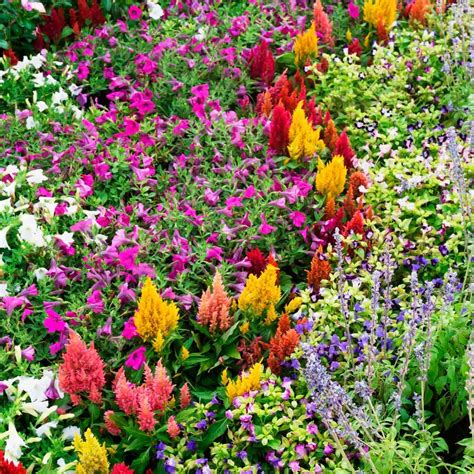 Our Favorite Flower Bed Ideas for Full Sun | Family Handyman