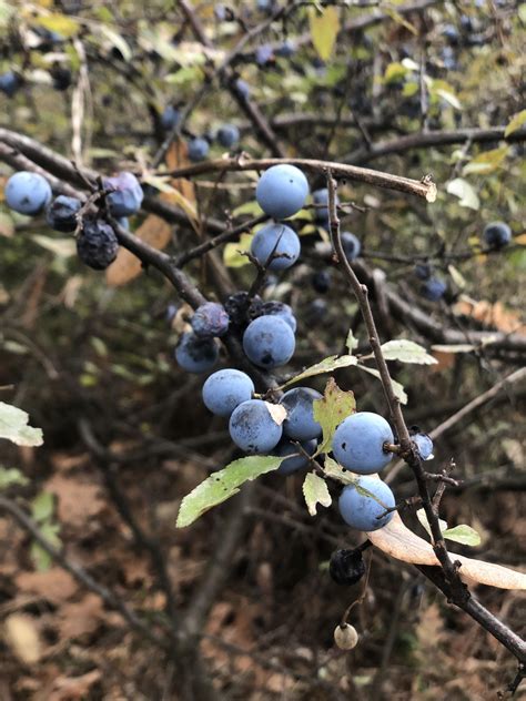 What is that? Edible? : r/whatsthisplant