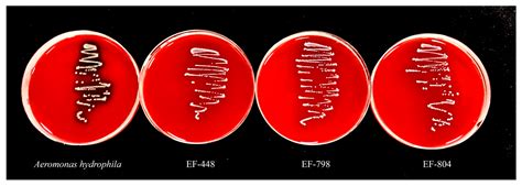 Enhancement of Digestive Enzyme Activity in Enterococcus faecalis Using ...