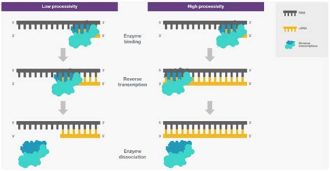 Image result for How Does Reverse Transcriptase Work