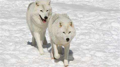 Arctic Wolves 的图像结果