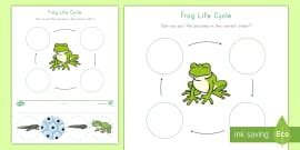Life Cycle of a Frog PowerPoint | EYFS and KS1