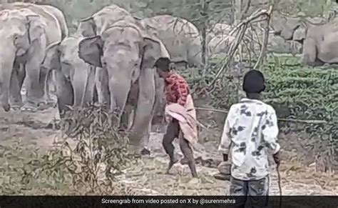 हाथी को डंडे से मारकर परेशान कर रहा था शख्स, गुस्साए गजराज ने खदेड़ा और ...