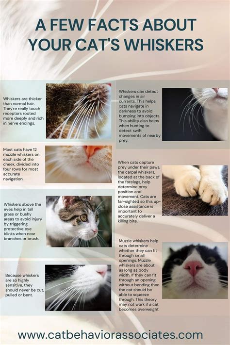 Fascinating Cat Facts