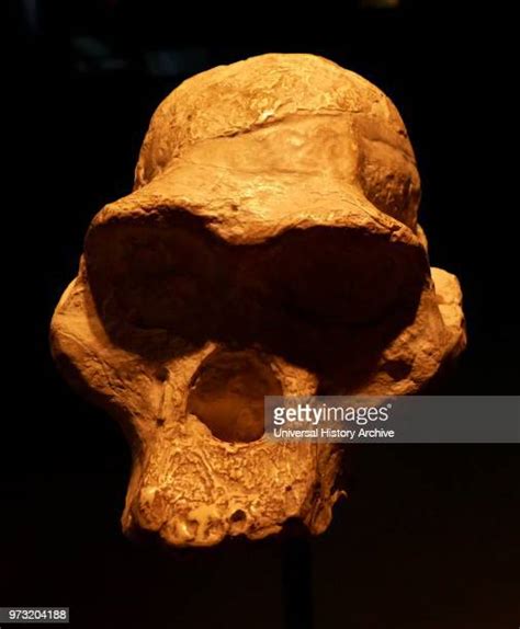 Australopithecus Sounds 的图像结果