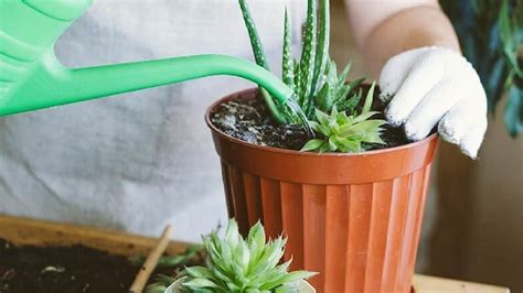 right-method-of-changing-soil-in-plants-home-gardening-tips, কীভাবে ...