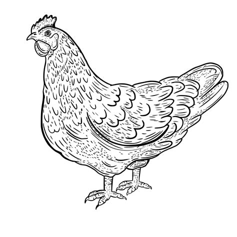 Chicken Drawings