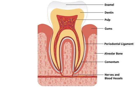 Image result for Tooth Diagram