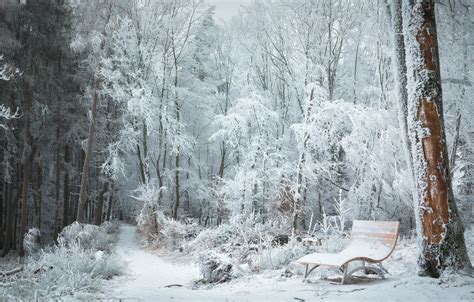 Wallpaper winter, frost, forest, snow, trees, shop, bench, snowy for ...