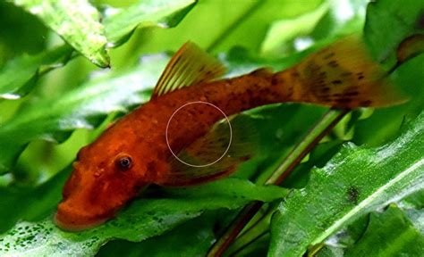 DA16 var Super Red RARITÄT Wels Versand Abholung in Mechernich | Tiere ...