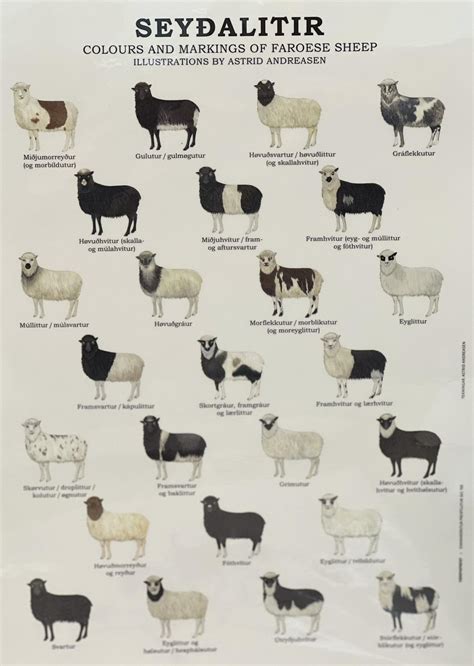 Colours and markings of Faroese Sheep - VisitNorth