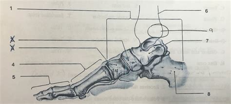 Ankle Bones Diagram | Quizlet