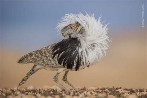 2022 Wildlife Photographer of the Year awards have been announced : The ...