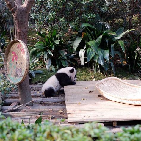 国宝来了！8只大熊猫入住凤凰“新家” - 推荐 - 新湖南