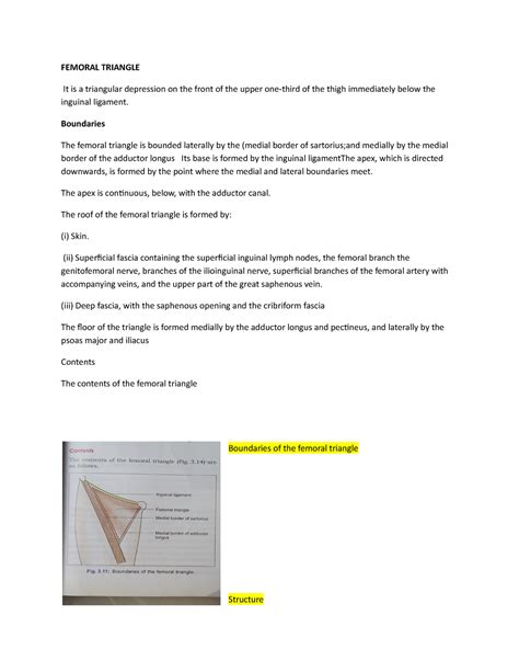Femoral Triangle-WPS Office - FEMORAL TRIANGLE It is a triangular ...
