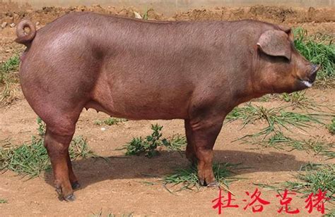 中国土猪差点儿灭绝！洋猪“入侵”40年，中国养猪业该如何发展？_腾讯新闻