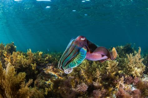 The Secret Diving Spot in South Australia Celebrities Love | Travel Insider