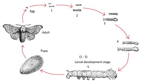 Image result for Embedded Object Drawing