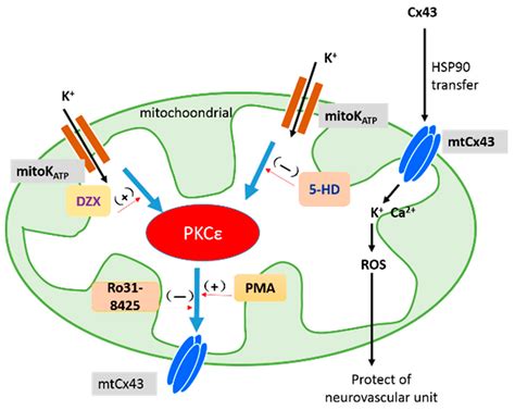 Mechanism of Mitochondrial Connexin43′s Protection of the Neurovascular ...
