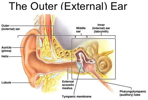 Ear Canal - Causes of Pain, Itchy, Infection, Swollen, Blood, Cyst, Bump