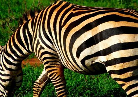 IN2KENYA (Watamu) - 2022 What to Know Before You Go