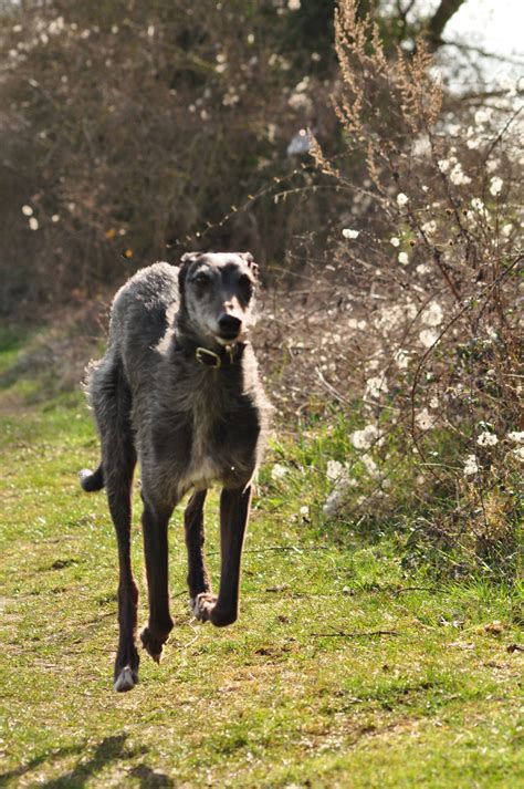 Common Lurcher Questions: It's Lurchers for Beginners 4