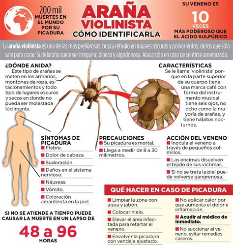 Síntomas Del Tratamiento De La Picadura De Araña Reclusa Picadura De