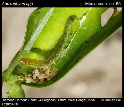 Adoxophyes spp. Meyrick, 1881 - | Moths