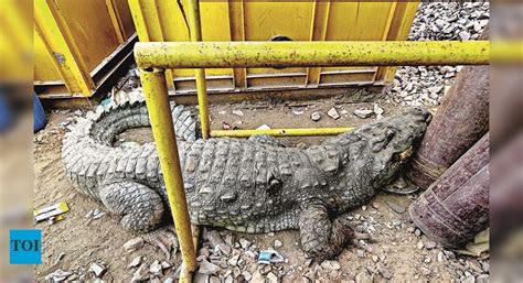 Karjan: 12-ft Crocodile Rescued From Bullet Train Track Site In Karjan ...