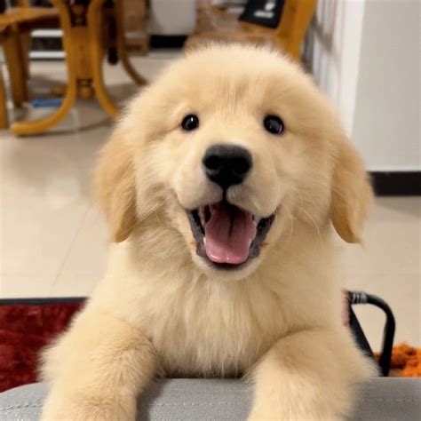 cats.lover.616 - YouTube