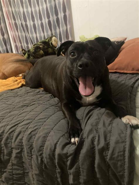 Meet Our Adoptable Dogs